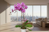 Double Stems Pink Orchid Plant in white Ceramic Pot