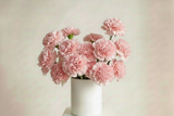 Pink carnations in a white vase on a light background