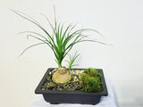 Ponytail Zen Garden - Best air purifying indoor houseplants
