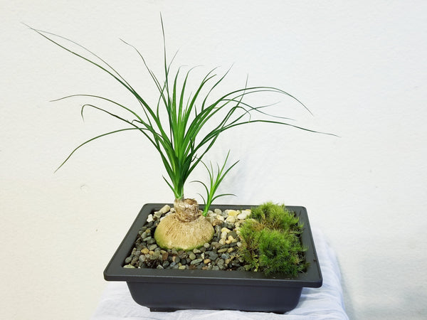 Ponytail Zen Garden - Best air purifying indoor houseplants