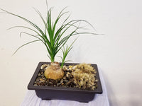 Ponytail Zen Garden - Best air purifying indoor houseplants