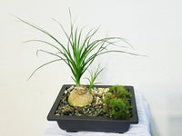 Ponytail Zen Garden - Best air purifying indoor houseplants