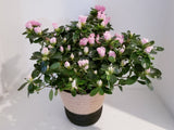 Pretty Pink or Blush Azalea Plant in Basket