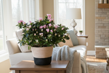 Pretty Pink or Blush Azalea in Basket For Mom