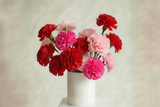 Warm Pastel-colored Carnation flowers in a white vase on a light background