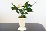 White Anthurium Andreanum - Flamingo Flower in White Urn