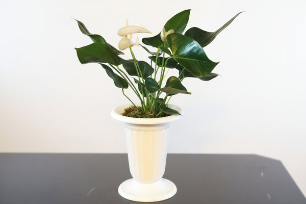 White Anthurium Andreanum
