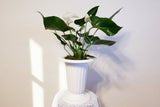 White Anthurium Andreanum - Flamingo Flower in White Urn