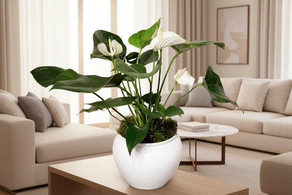 White Anthurium Andreanum