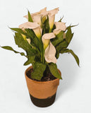 White Calla Lily in Natural Woven Basket