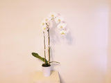 Pink or White Double Stems Orchid Plant in Pink/white Ceramic Pot