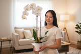 White Double Stems Orchid Plant in Ceramic Pot