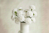 White Perfection - Carnations long lasting arrangement