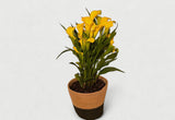 Yellow Calla Lily in Natural Woven Basket