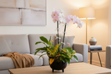 Designer's Choice Dish Garden