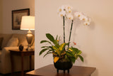 Designer's Choice Dish Garden
