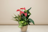 Anthurium and Tropical Plants Arrangement (Designer's Choice)