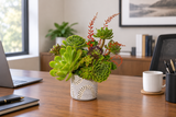 Succulents Designer’s Choice Arrangement - Perfect for Him