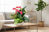 Anthurium and Tropical Plants Arrangement (Designer's Choice)
