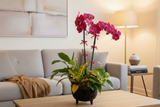 Designer's Choice Dish Garden
