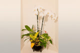 Designer's Choice Dish Garden