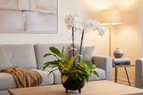 Designer's Choice Dish Garden