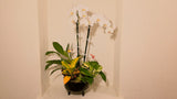 Designer's Choice Dish Garden