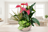 Anthurium and Tropical Plants Arrangement (Designer's Choice)