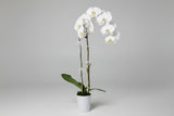 Potted orchid plant on a white surface with a light gray background