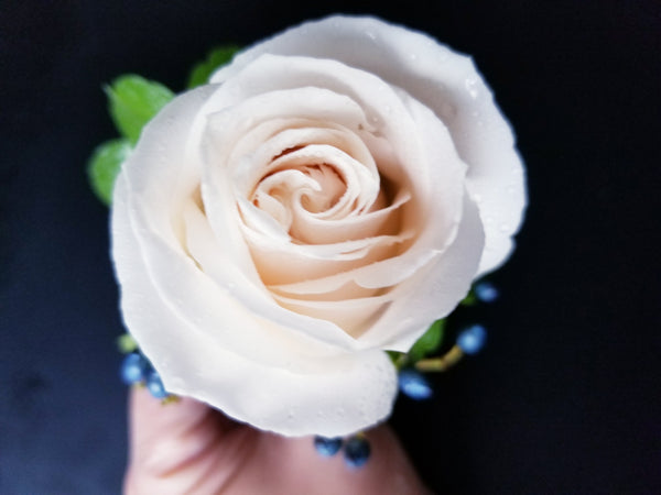 White Rose Boutonniere with Blue Ribbon