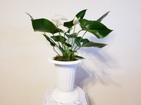 Pink Anthurium Andreanum - Flamingo Flower in White Urn