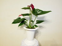 Red Anthurium Andreanum - Flamingo Flower in White Urn