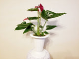22.50" Red Anthurium Andreanum - Flamingo Flower in White Urn