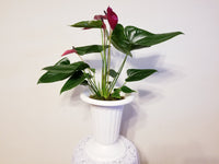 Red Anthurium Andreanum - Flamingo Flower in White Urn