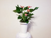 Pink Anthurium Andreanum - Flamingo Flower in White Urn