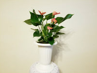 Pink Anthurium Andreanum - Flamingo Flower in White Urn