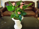 Pink Anthurium Andreanum - Flamingo Flower in White Urn