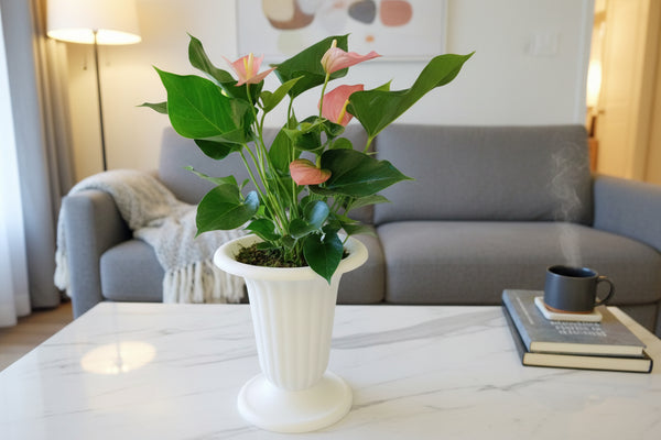 anthurium andreanum Pink or Red Anthurium Andreanum