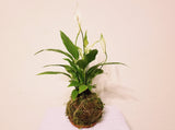 17" Peace Lilies Plant Kokedama - Best air purifying indoor houseplants