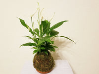 17" Peace Lilies Plant Kokedama - Best air purifying indoor houseplants