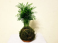 Palor Palm Plant Kokedama - Best air purifying indoor houseplants