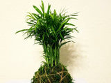 Palor Palm Plant Kokedama - Best air purifying indoor houseplants