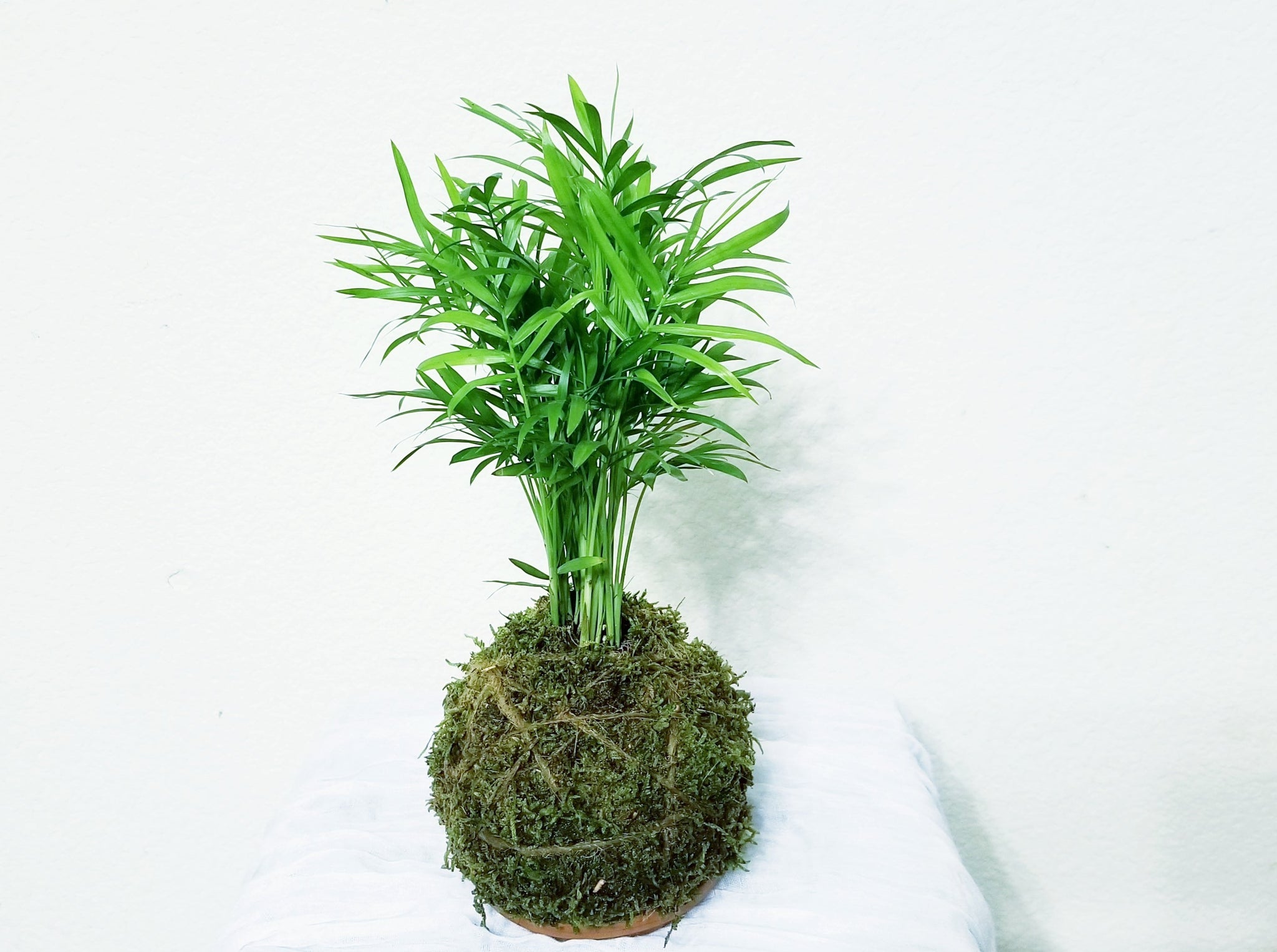 best indoor plants palm Palor Palm Plant Kokedama