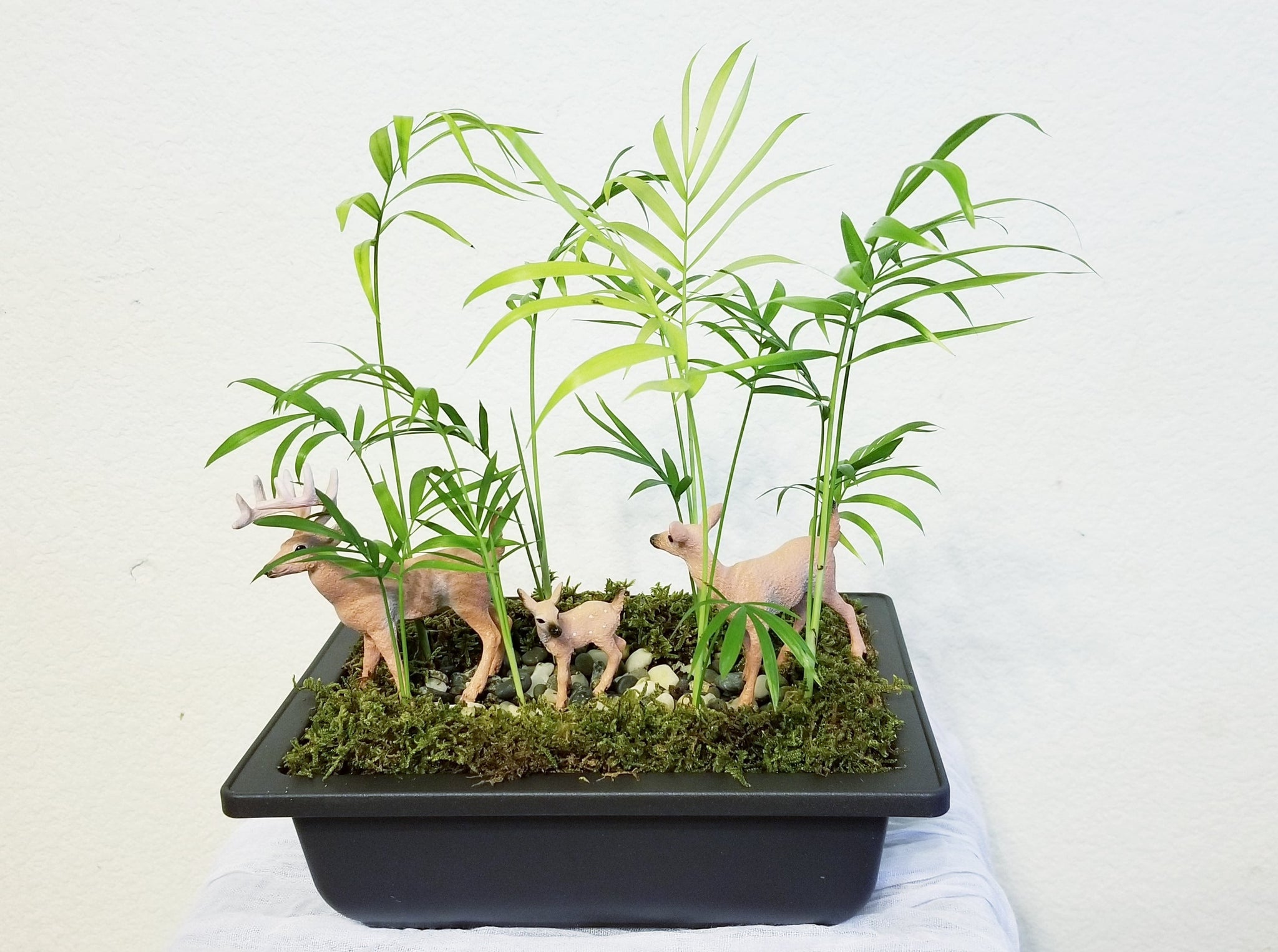bamboo plant indoor near me Mini Bamboo Garden (Best Air Purifying Indoor Houseplants) – LeLe Floral