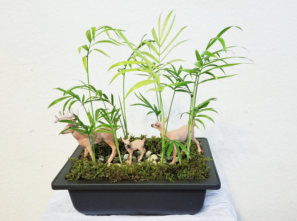bamboo plants small indoor Mini Bamboo Garden (Best Air Purifying Indoor Houseplants)