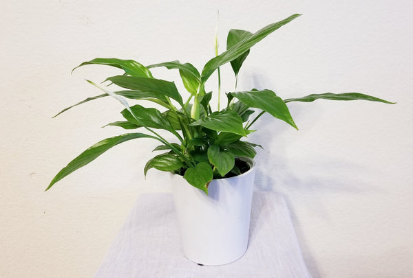 Peace Lily Plant in Ceramic Pot - Best Air Purifying Indoor Houseplants