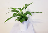 Peace Lily Plant in Ceramic Pot - Best Air Purifying Indoor Houseplants