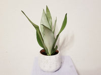  Snake Plant in Boho Ceramic Pot - IMPROVE THE AIR QUALITY WHILE YOU SLEEP