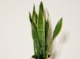 Snake Plant in Boho Ceramic Pot - IMPROVE THE AIR QUALITY WHILE YOU SLEEP