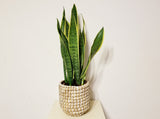 Snake Plant in Boho Ceramic Pot - IMPROVE THE AIR QUALITY WHILE YOU SLEEP